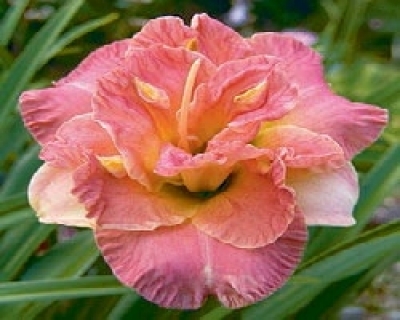 Hemerocallis lacy doily